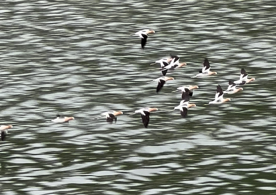 American Avocet - Ryan O’Rourke