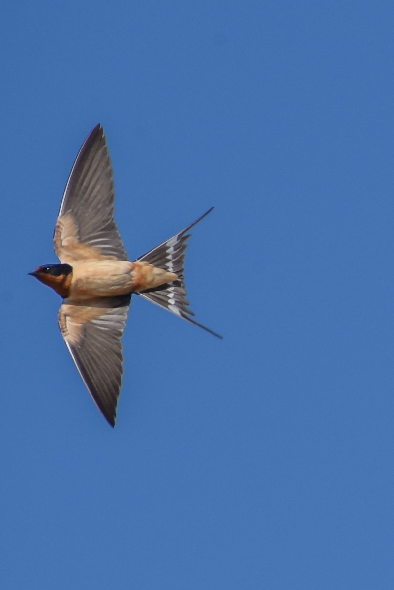 Barn Swallow - ML440376591