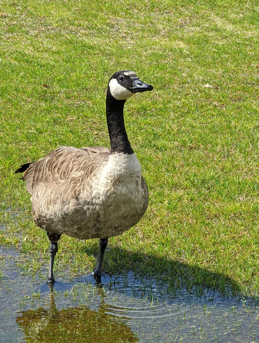 Canada Goose - ML440376861