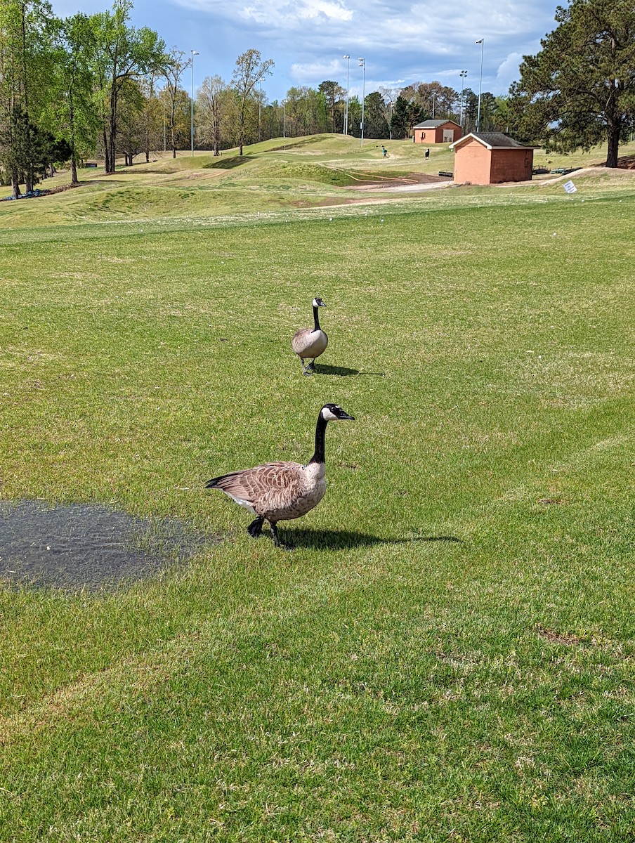 Canada Goose - ML440376921