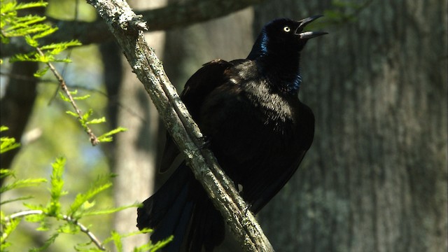 Common Grackle - ML440377