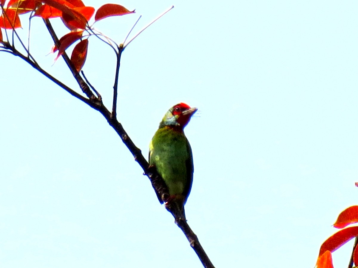 Malabar Barbet - ML44037701