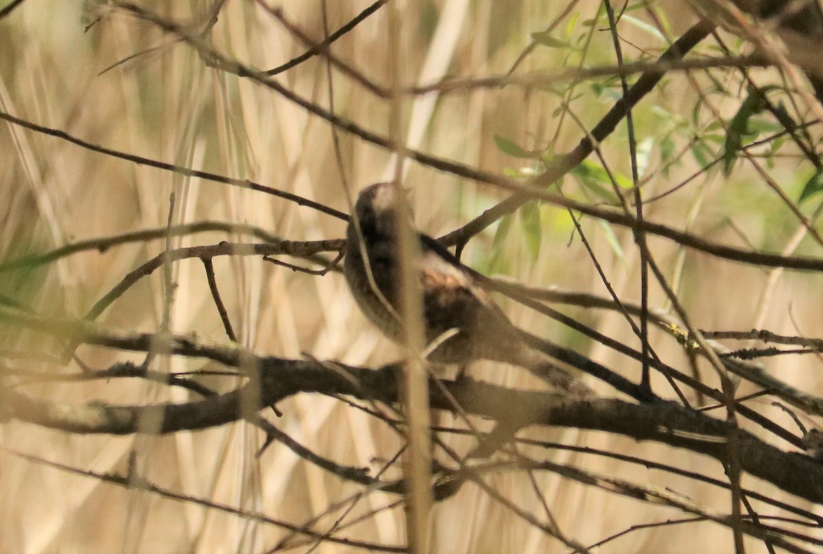 Eurasian Wryneck - ML440378971