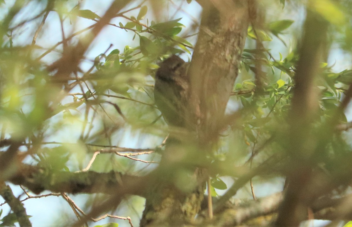 Eurasian Wryneck - ML440378981