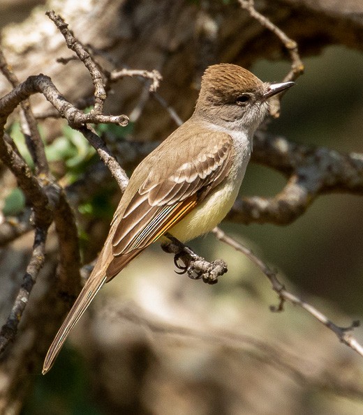 Ash-throated Flycatcher - ML440384381