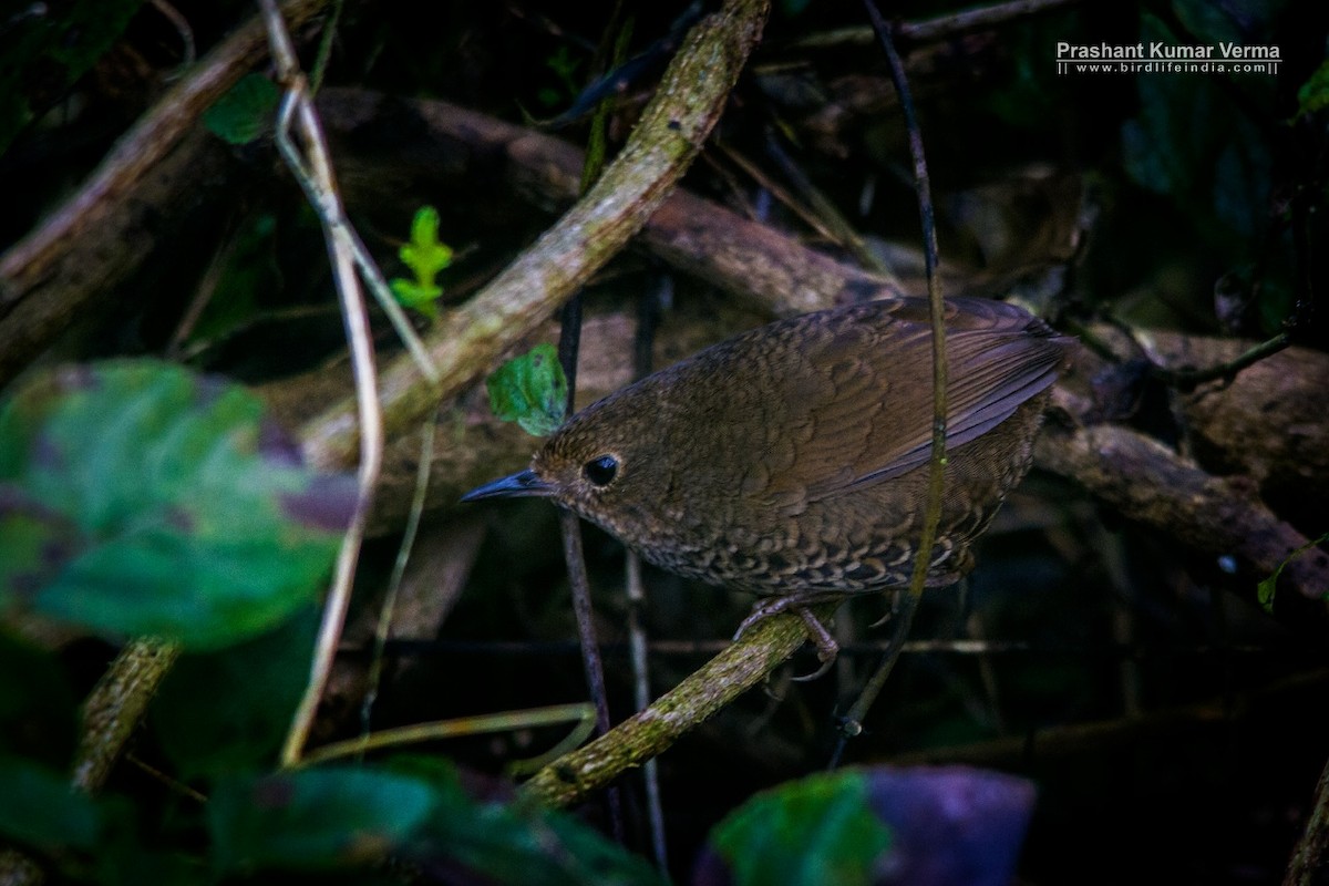 Immaculate Cupwing - Prashant Kumar