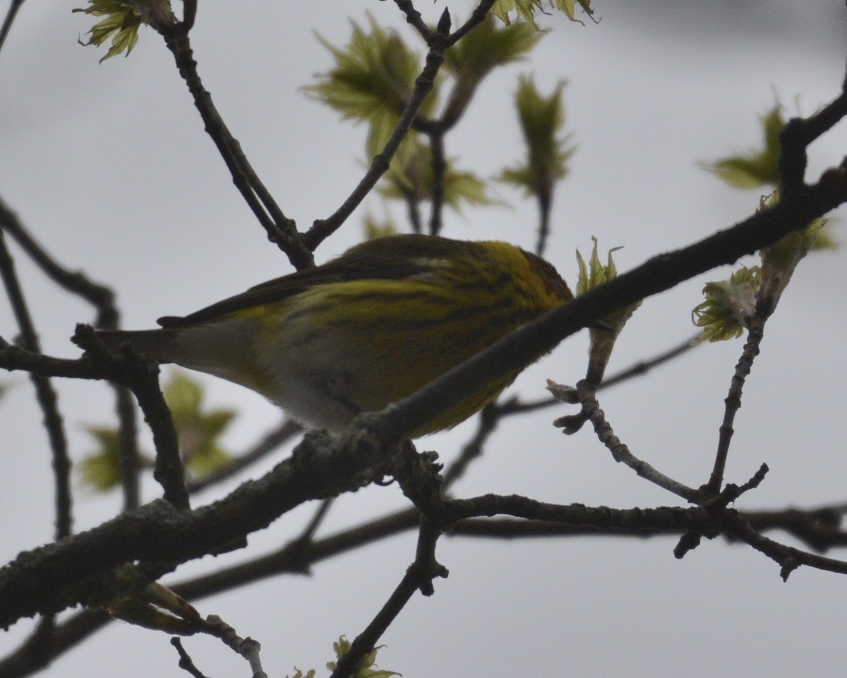 Cape May Warbler - David Kennedy