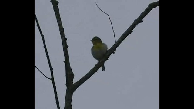 Yellow-throated Vireo - ML440390691