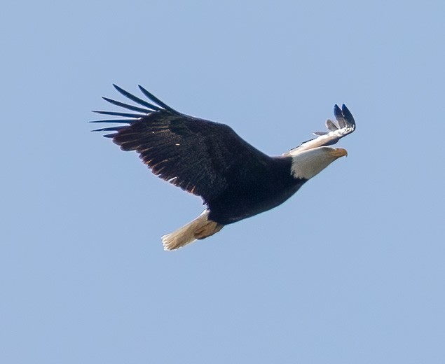 Bald Eagle - ML440390761