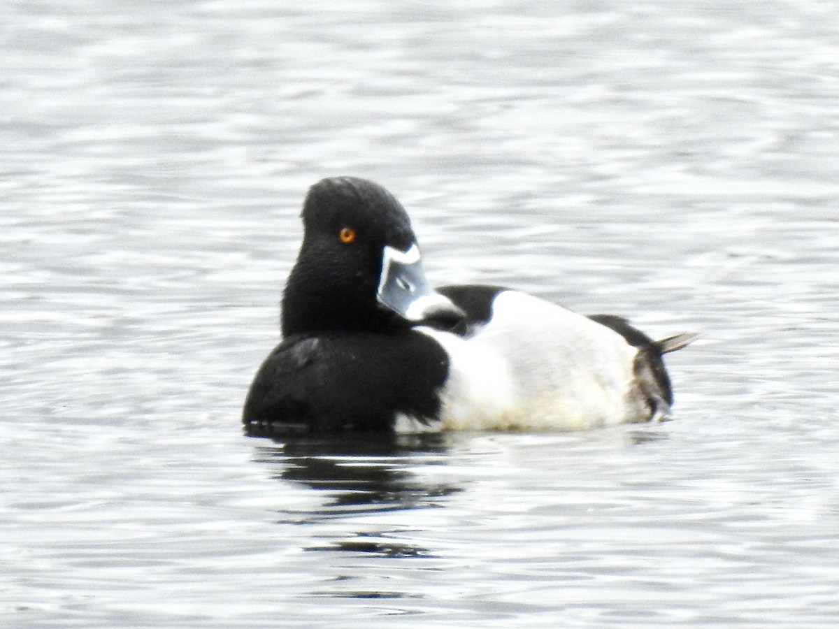 Ring-necked Duck - ML440390931