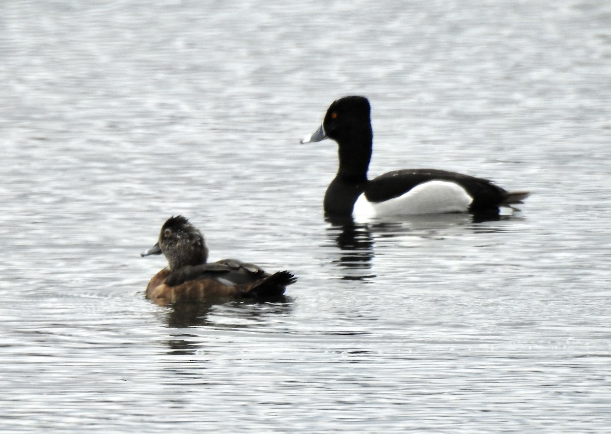 Ring-necked Duck - ML440390941