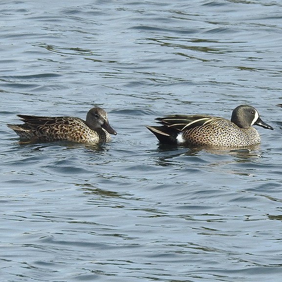 Blue-winged Teal - ML440391161