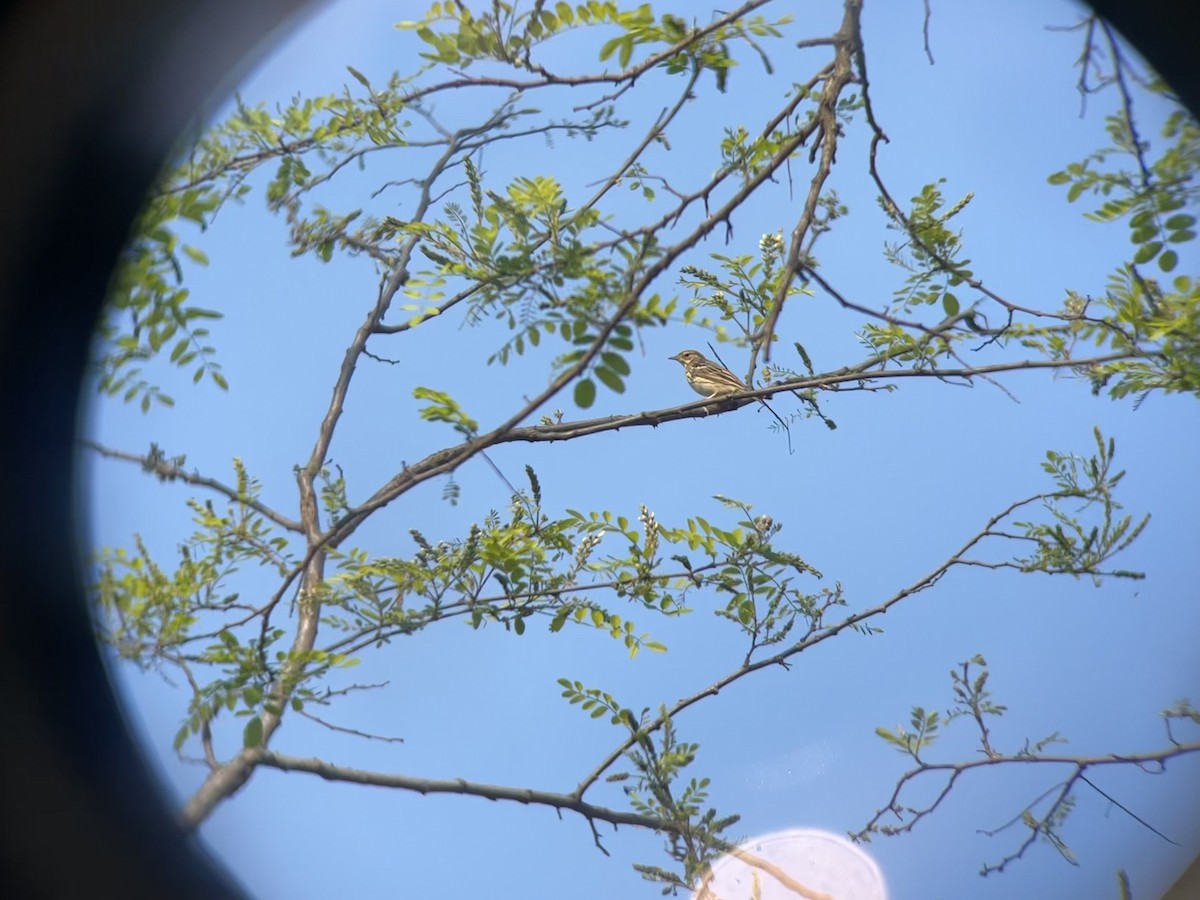 Tree Pipit - ML440391921