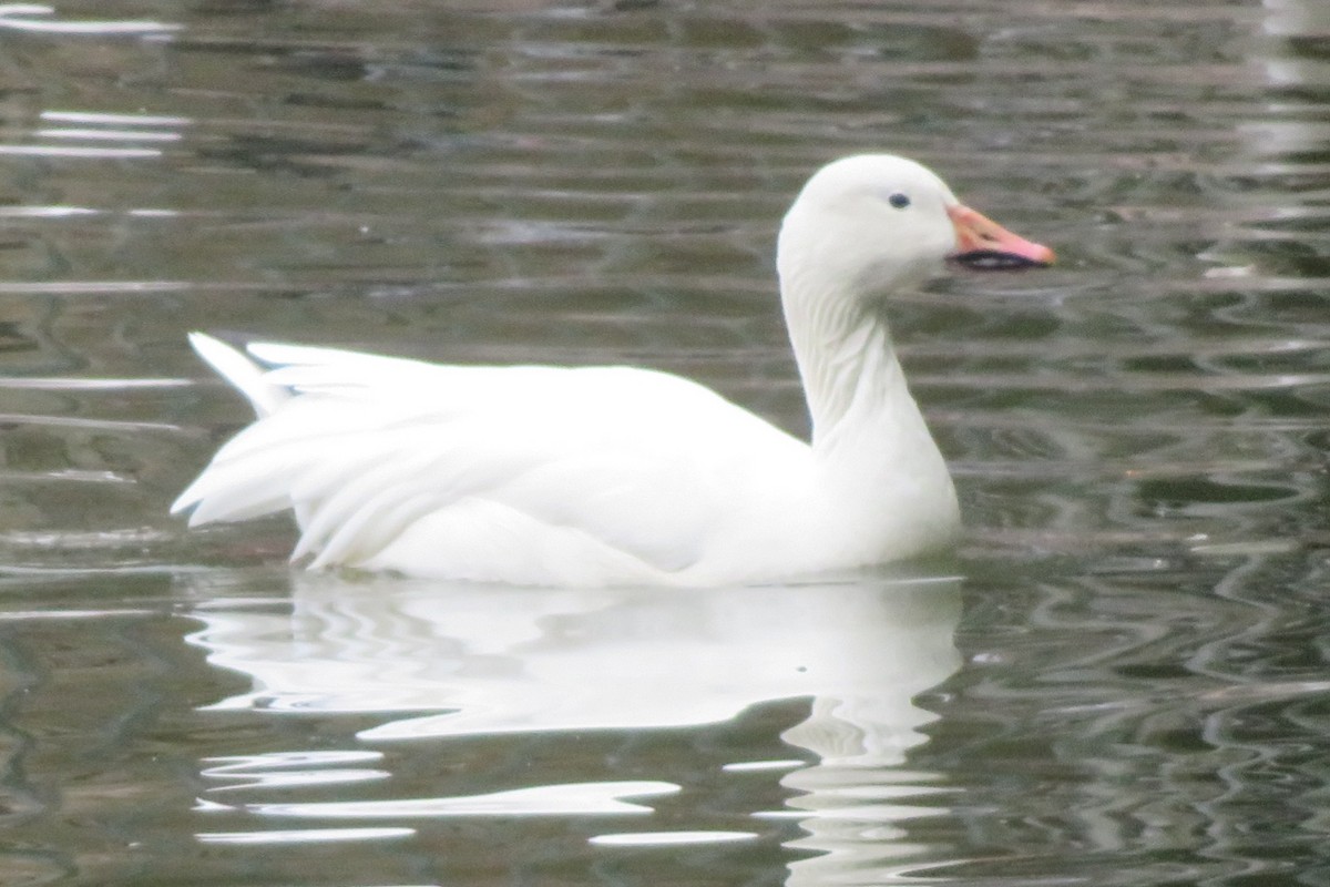 Snow Goose - ML440393331