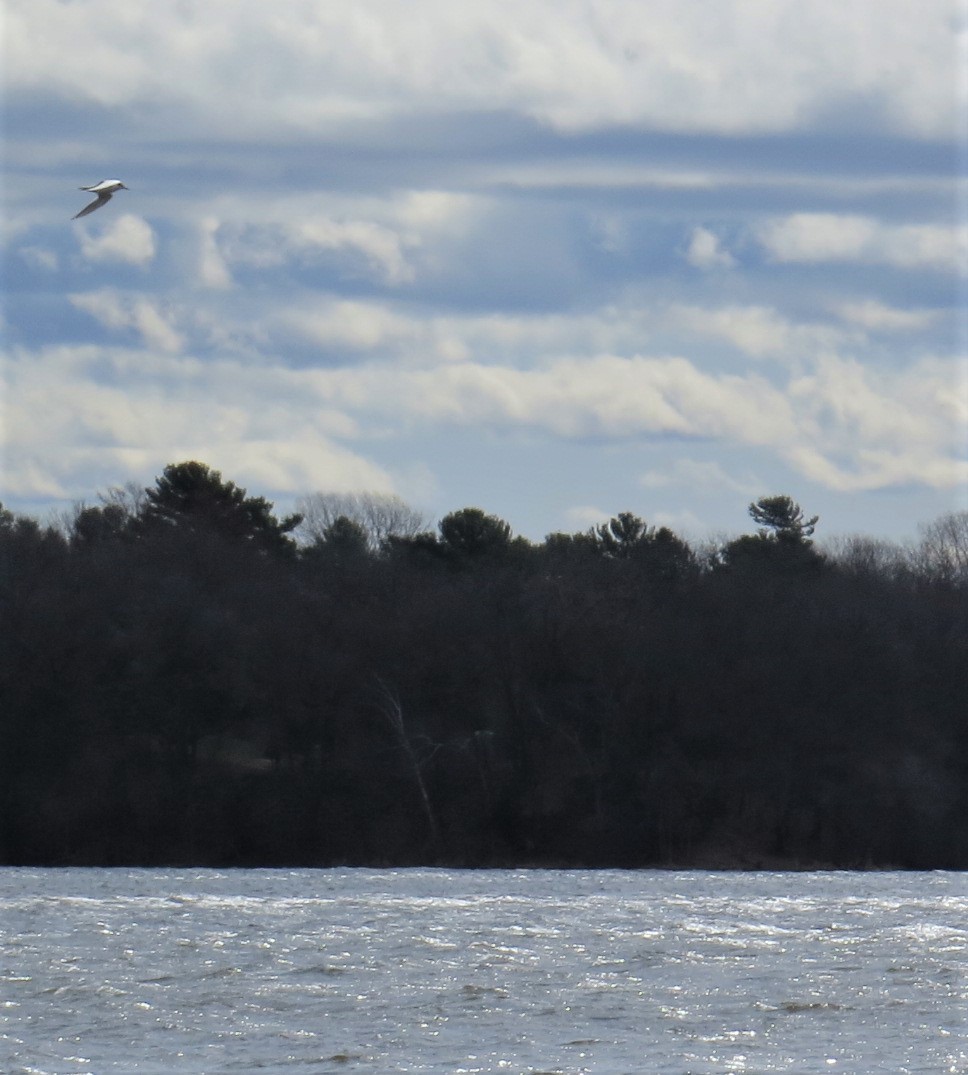 Forster's Tern - ML440393821