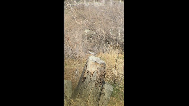 Spotted Sandpiper - ML440394581