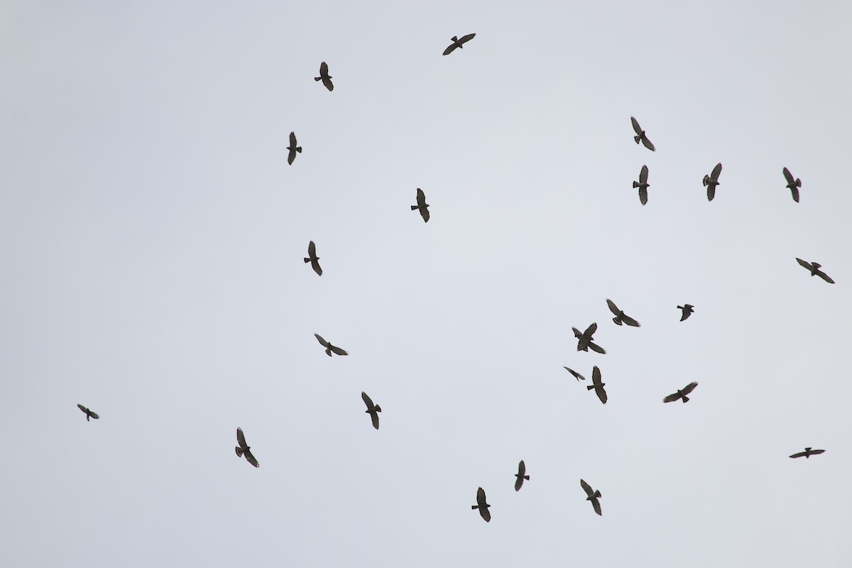 Broad-winged Hawk - ML440394641