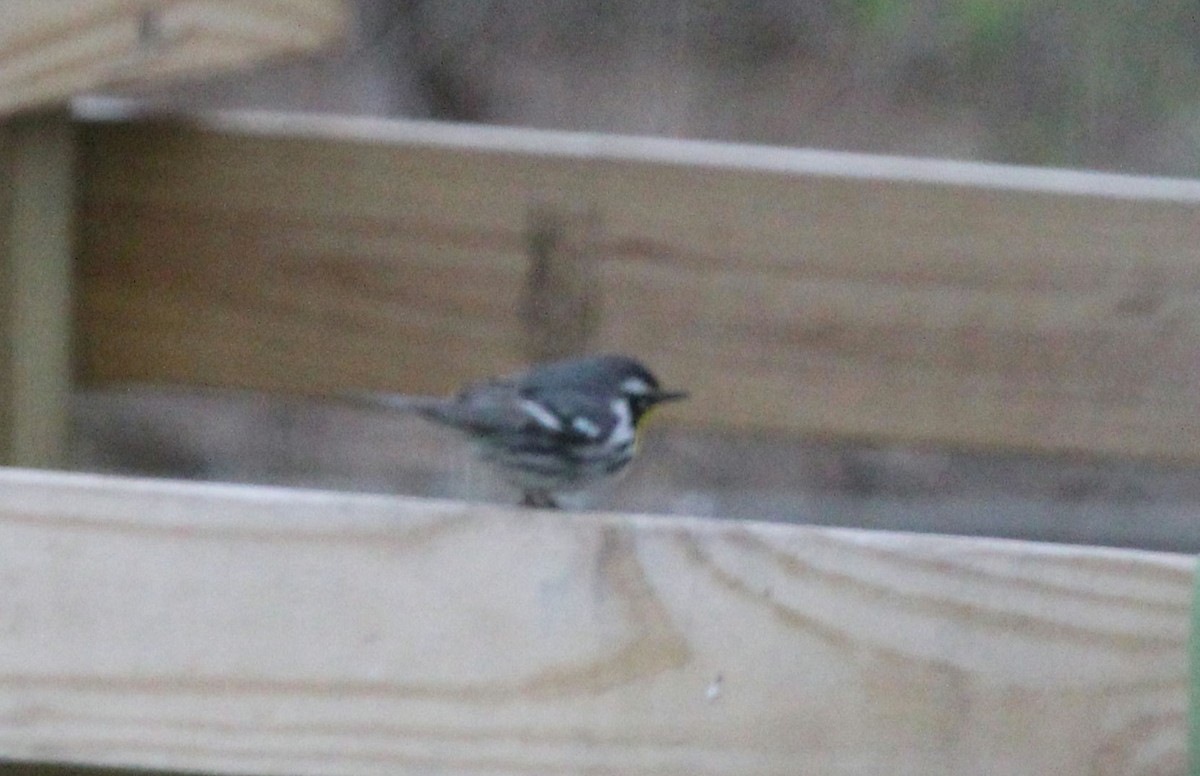 Yellow-throated Warbler - ML440394951