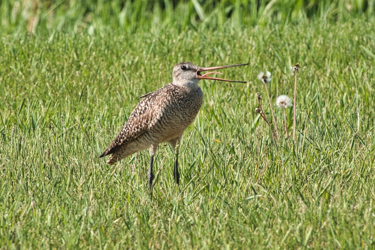 Marbled Godwit - ML440395481