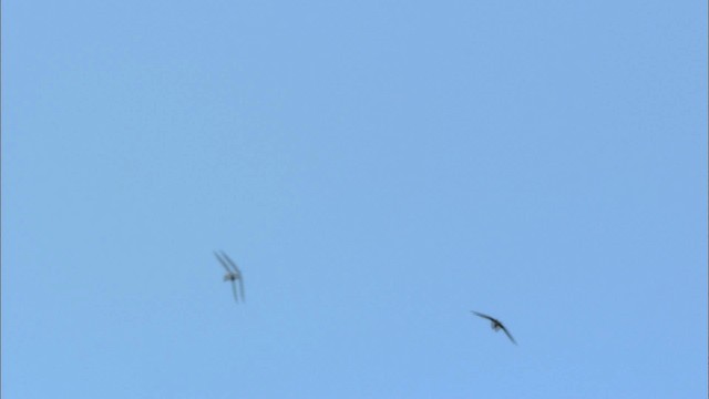 Chimney Swift - ML440396