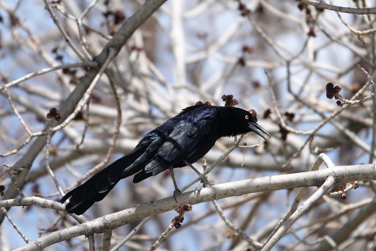 Great-tailed Grackle - ML440396271
