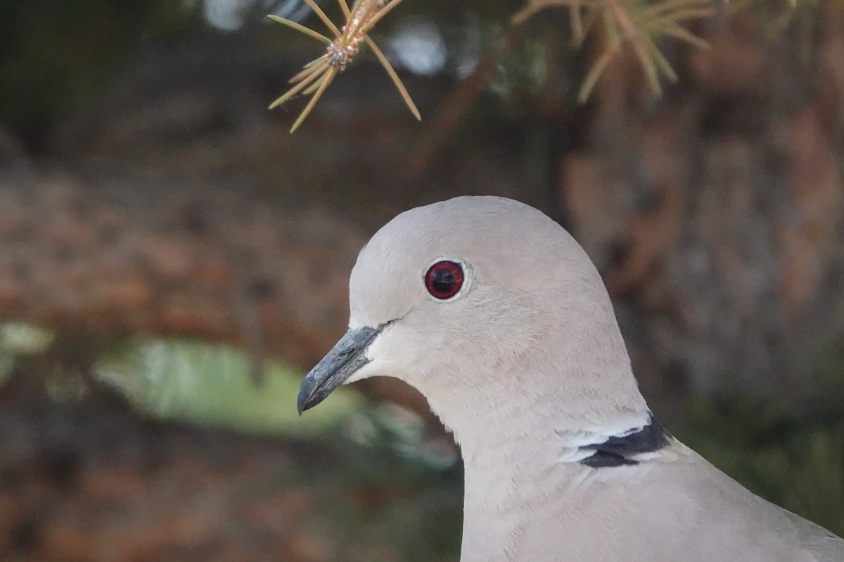 Eurasian Collared-Dove - ML440396401