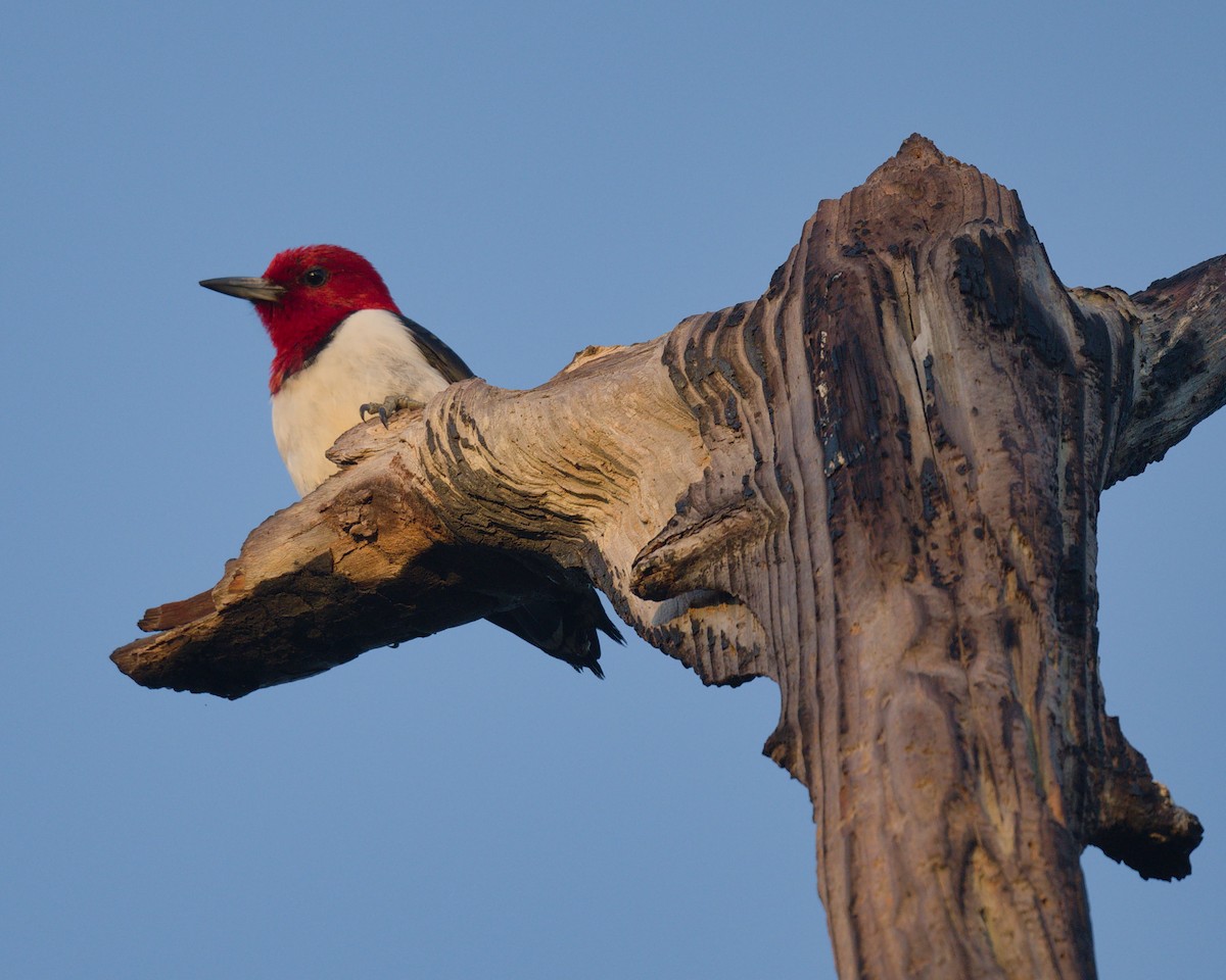 Red-headed Woodpecker - ML440397191