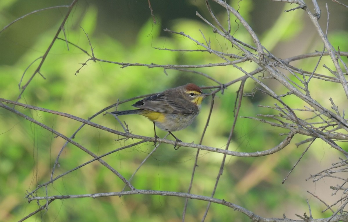 Palm Warbler - ML440397301