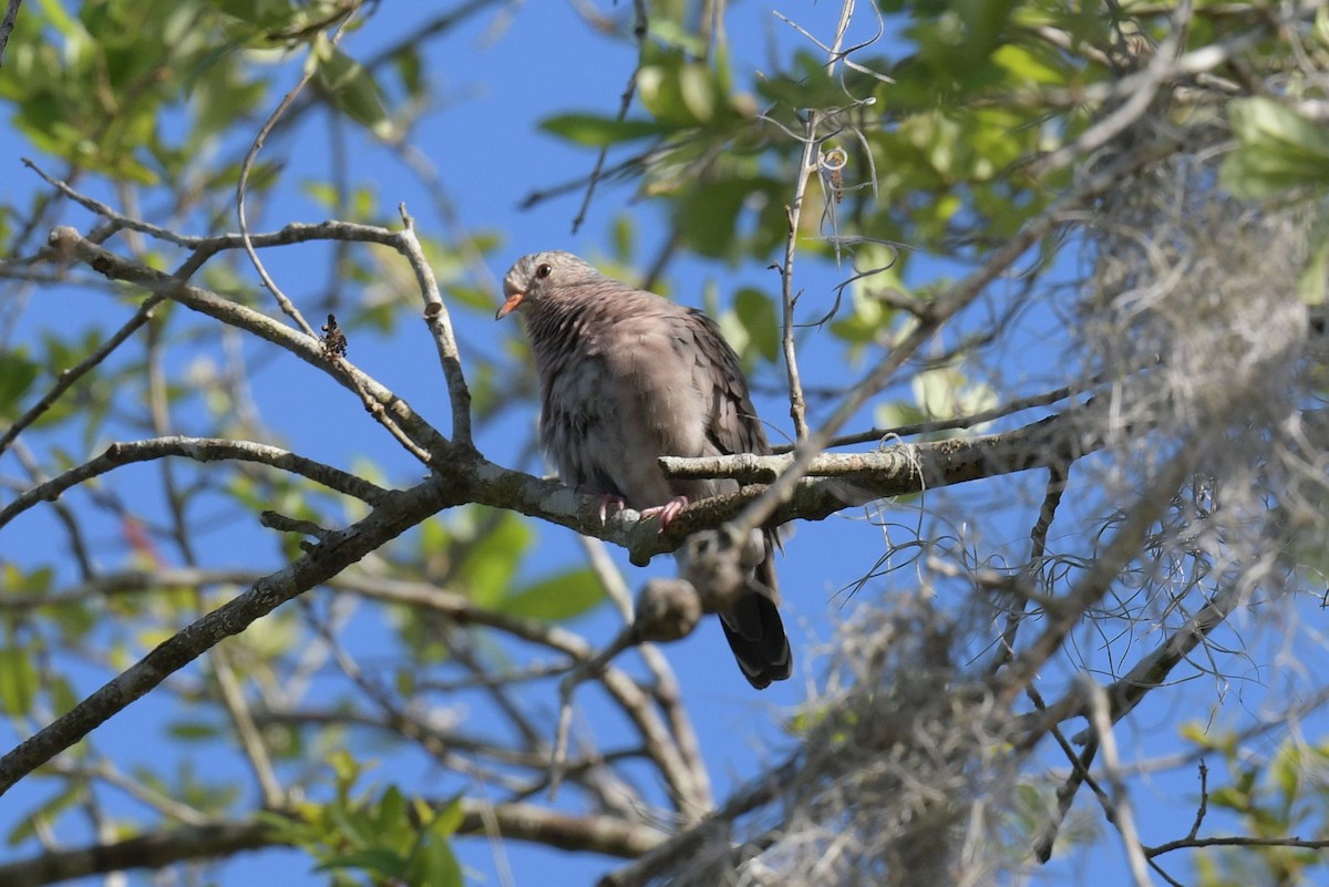 Common Ground Dove - ML440397561