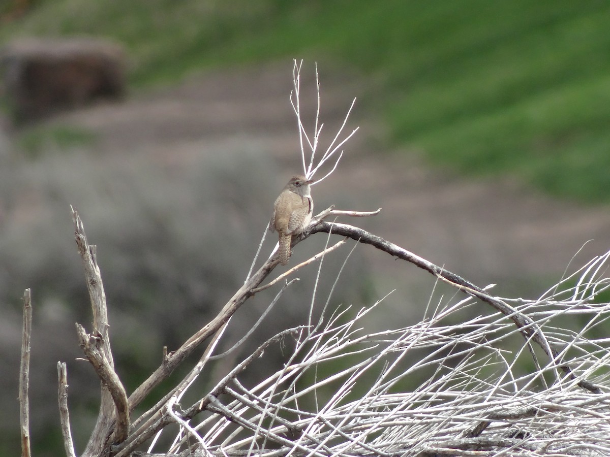 House Wren - ML440397681