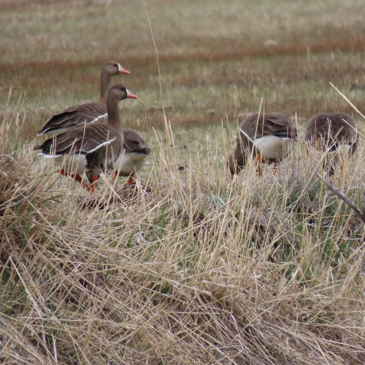 Greater White-fronted Goose - ML440397931