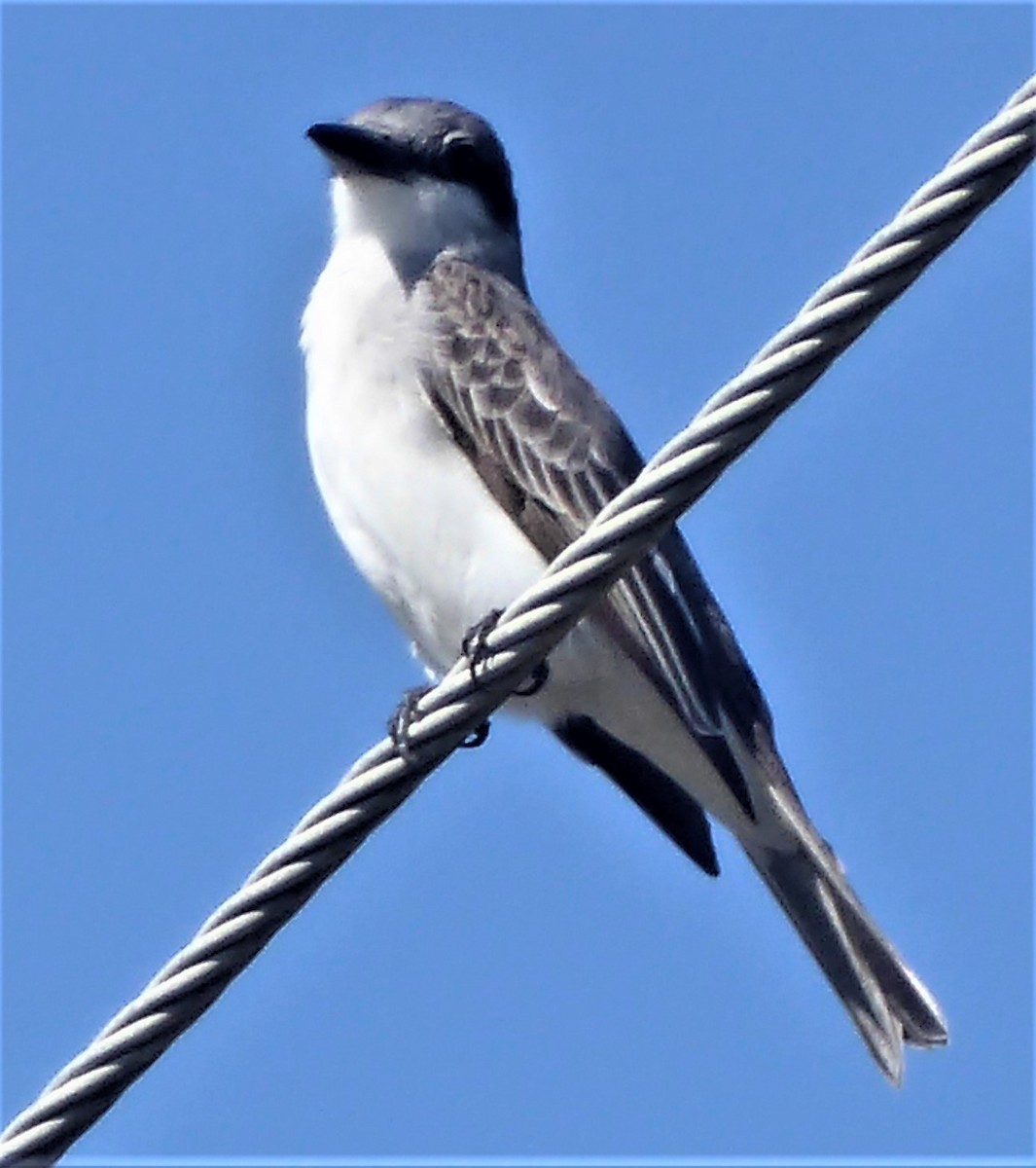 Gray Kingbird - ML440398721