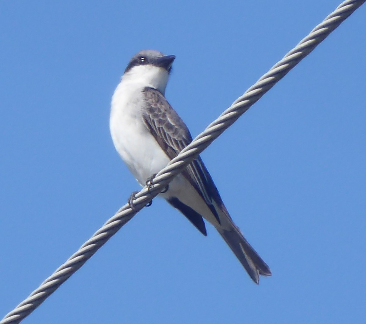 Gray Kingbird - ML440398731