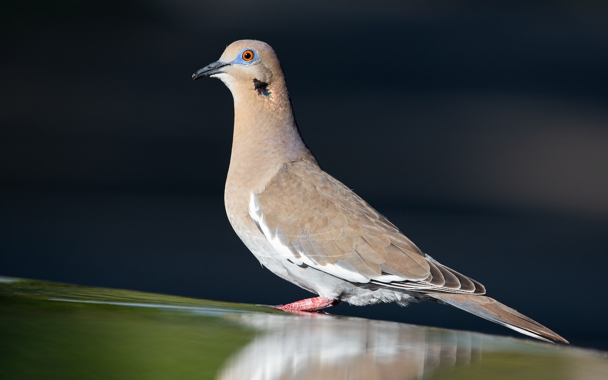 White-winged Dove - ML440399411