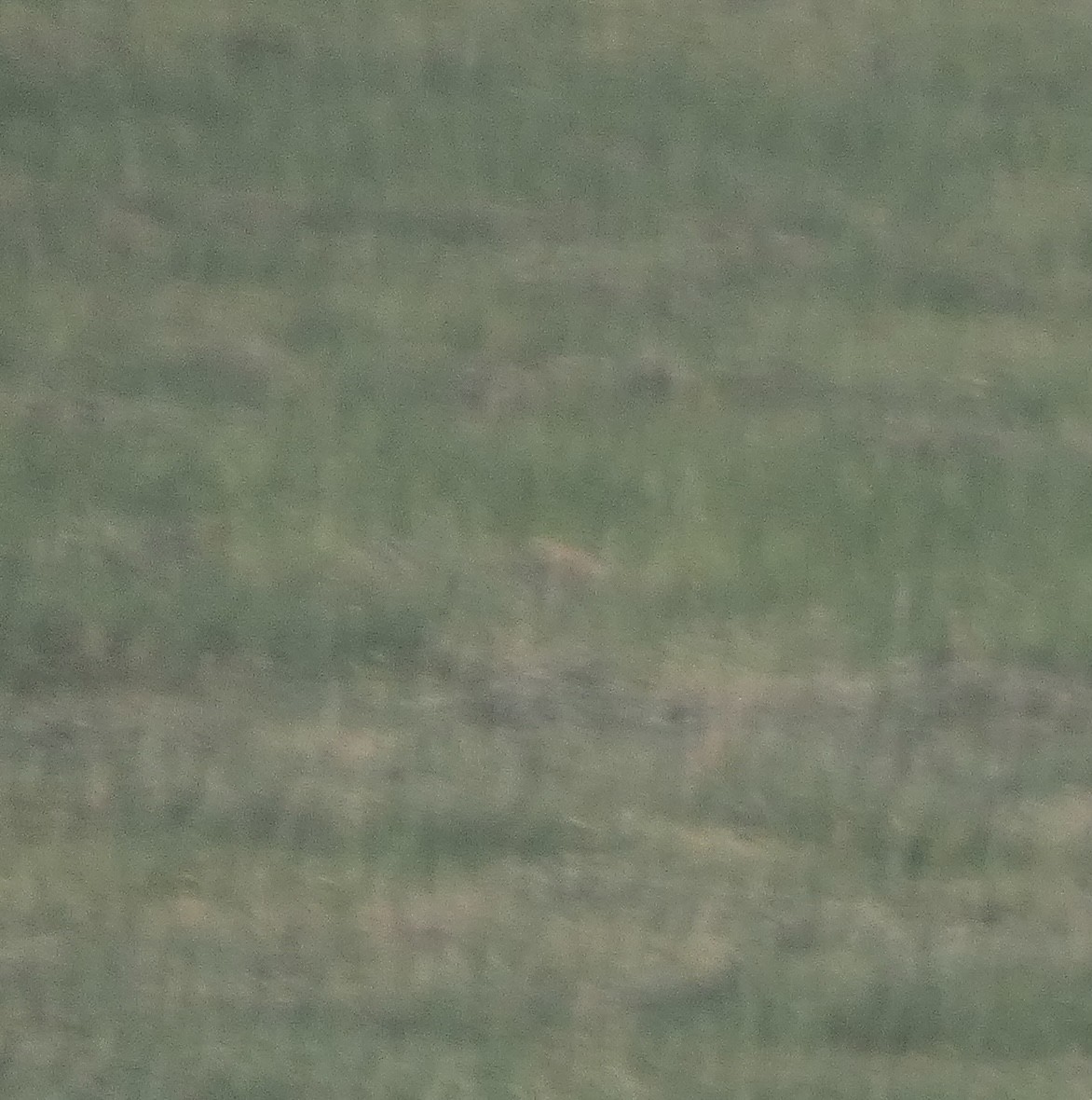 Eurasian Skylark (European) - ML440399521