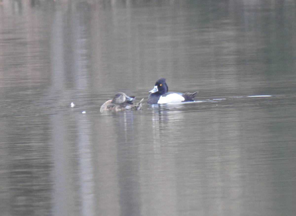 Ring-necked Duck - ML440399931