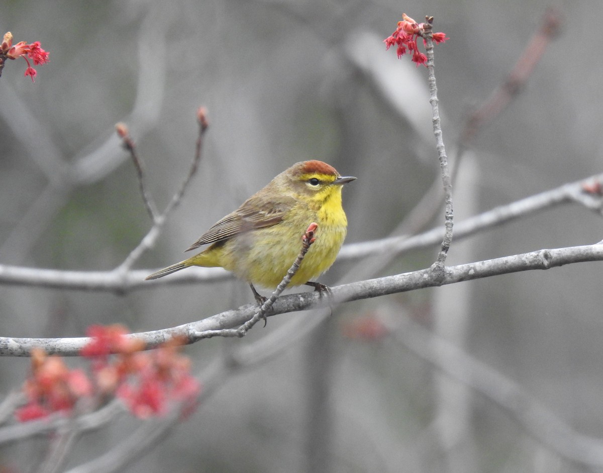 Palm Warbler - ML440399971