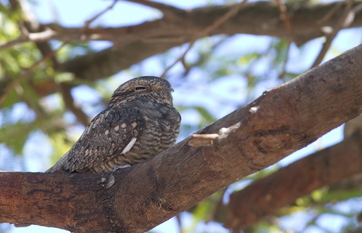 Lesser Nighthawk - ML440399981