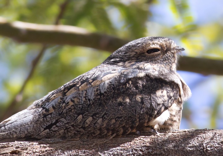 Lesser Nighthawk - Bill Hubick