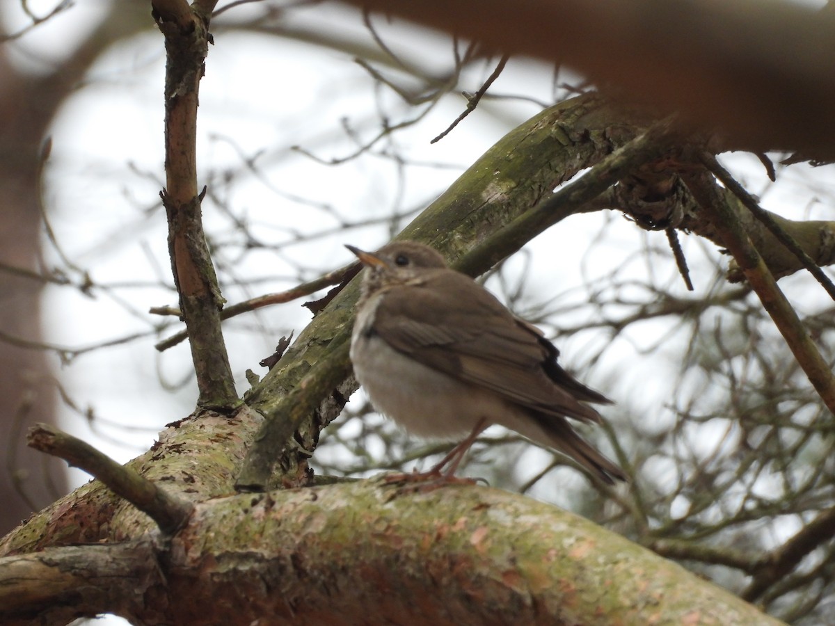 Gray-cheeked Thrush - ML440401411