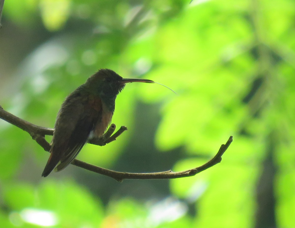 Chestnut-bellied Hummingbird - Iván Lau