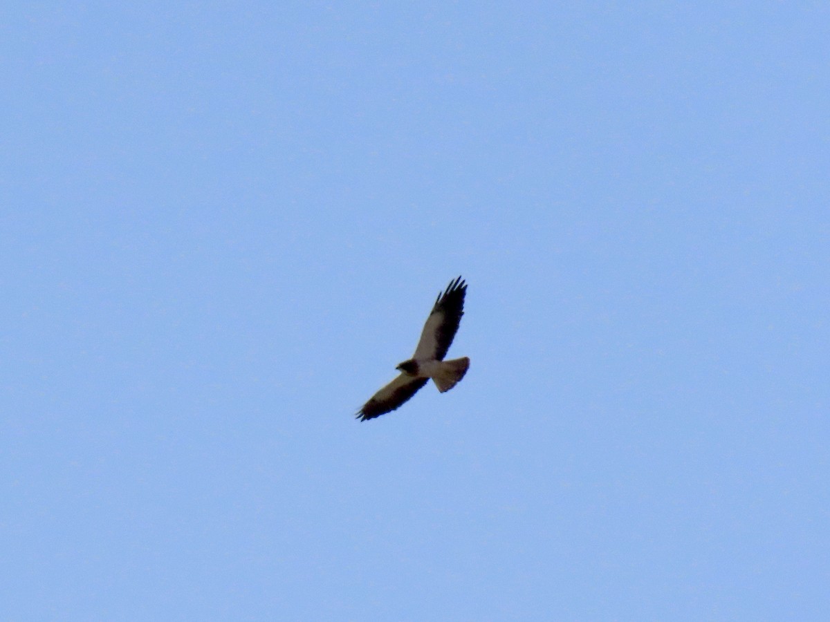 Swainson's Hawk - ML440402931