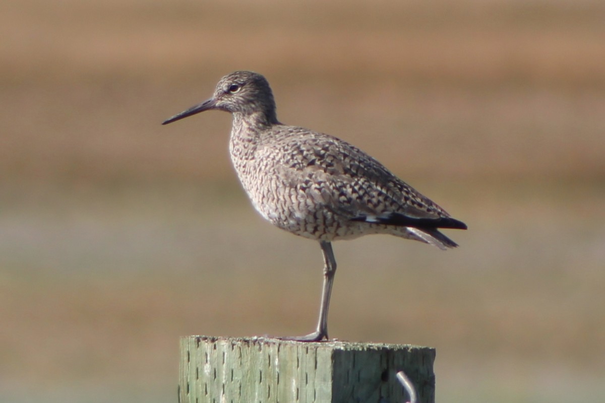 willetsnipe (inornata) - ML440403781