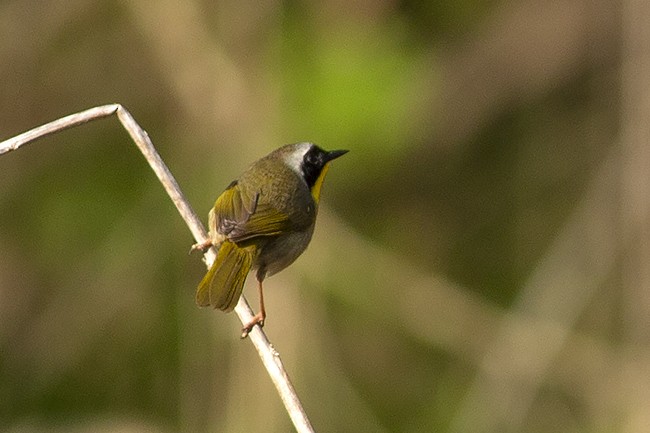 Common Yellowthroat - ML440403871