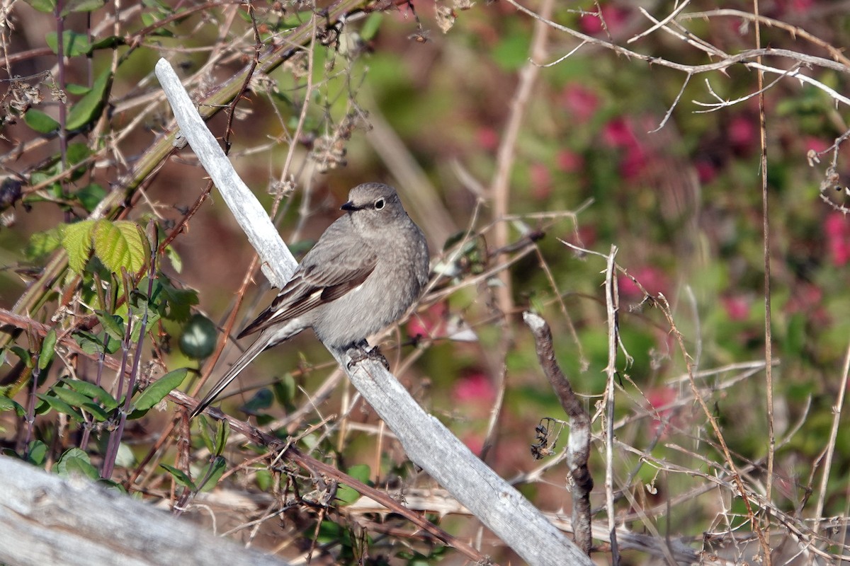 Townsend's Solitaire - ML440404451