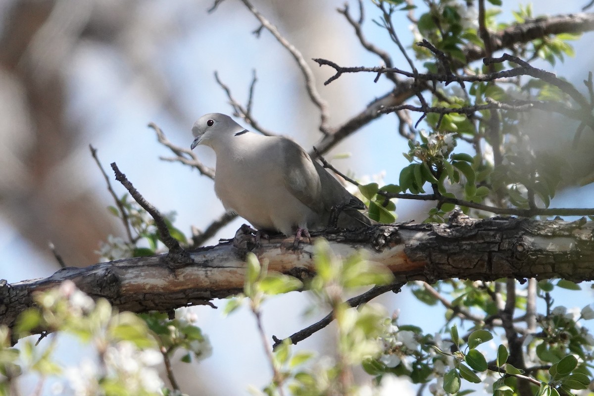 Eurasian Collared-Dove - willem van vliet-