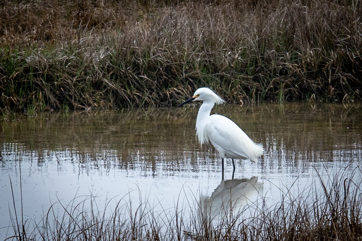Snowy Egret - ML440406301
