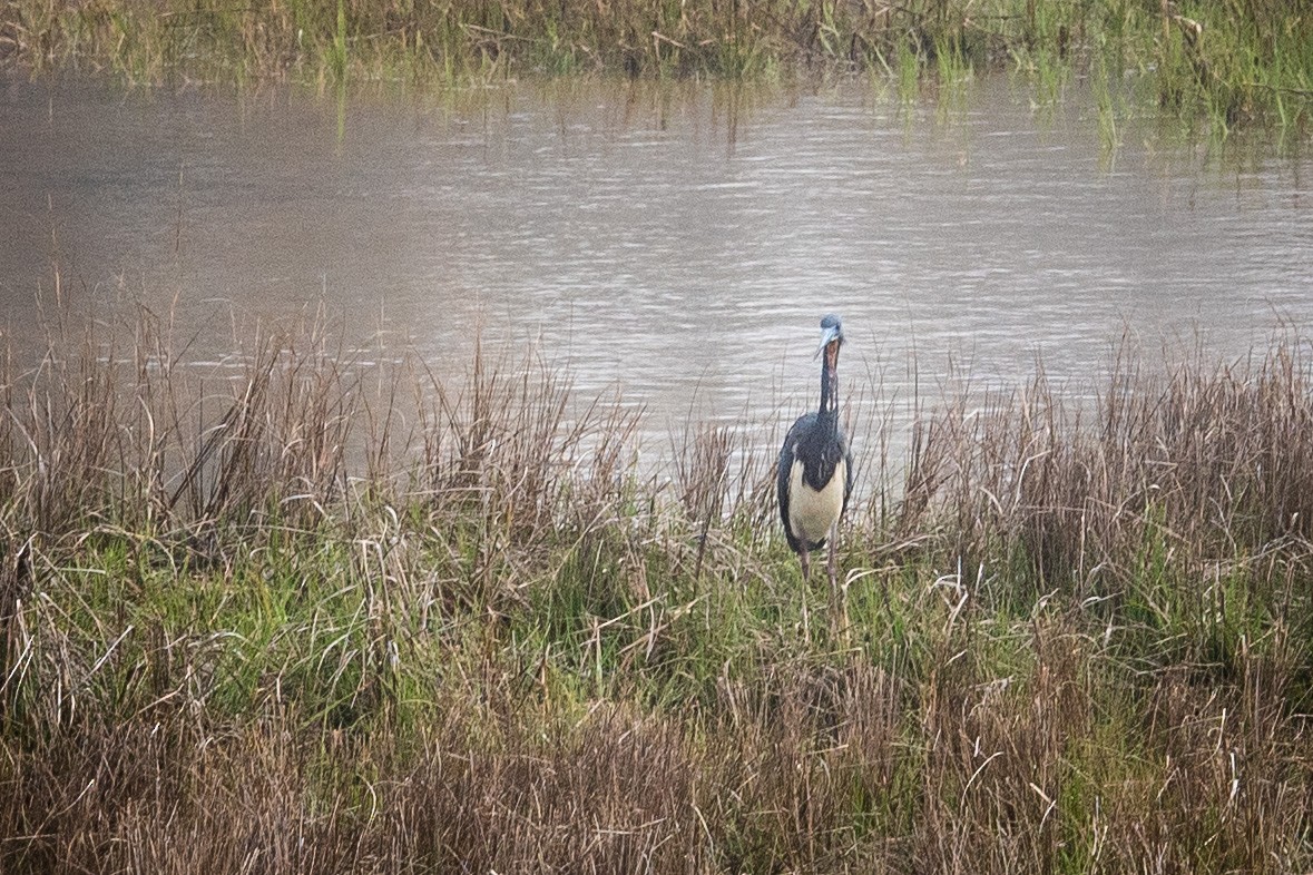 Tricolored Heron - ML440406501