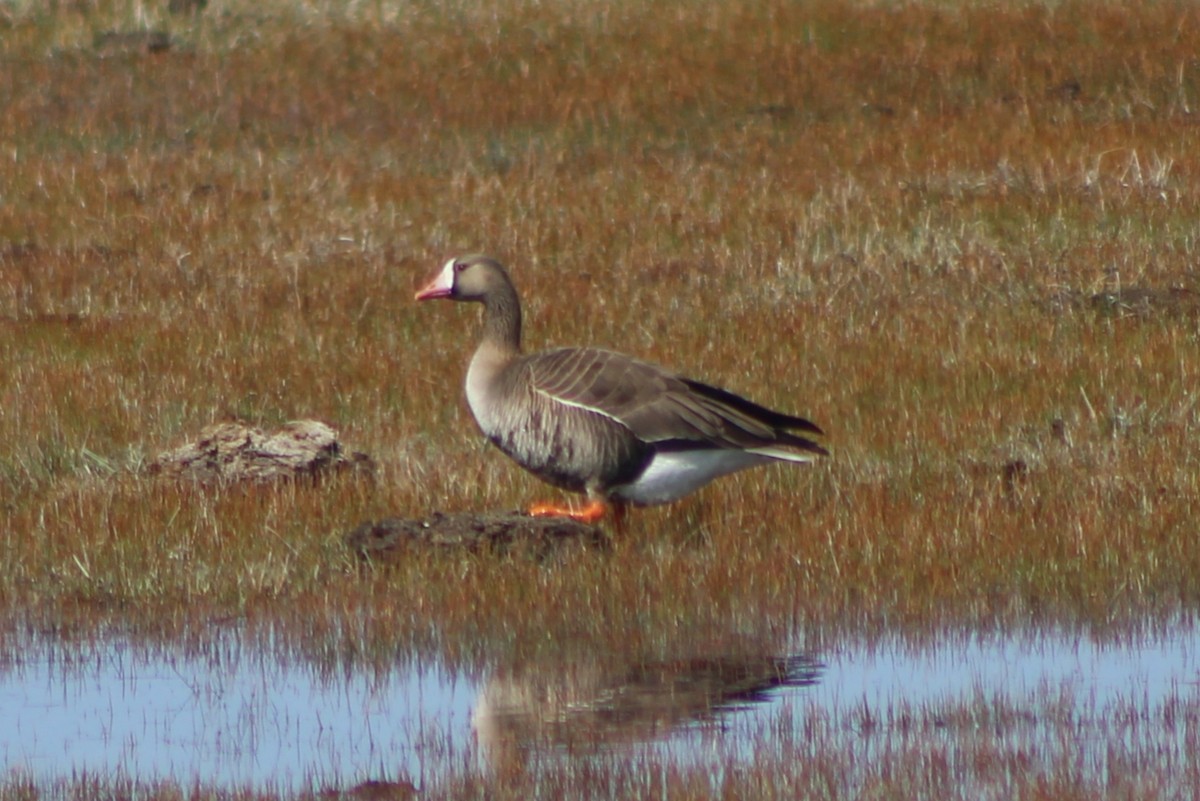 Greater White-fronted Goose (Western) - Sean Cozart