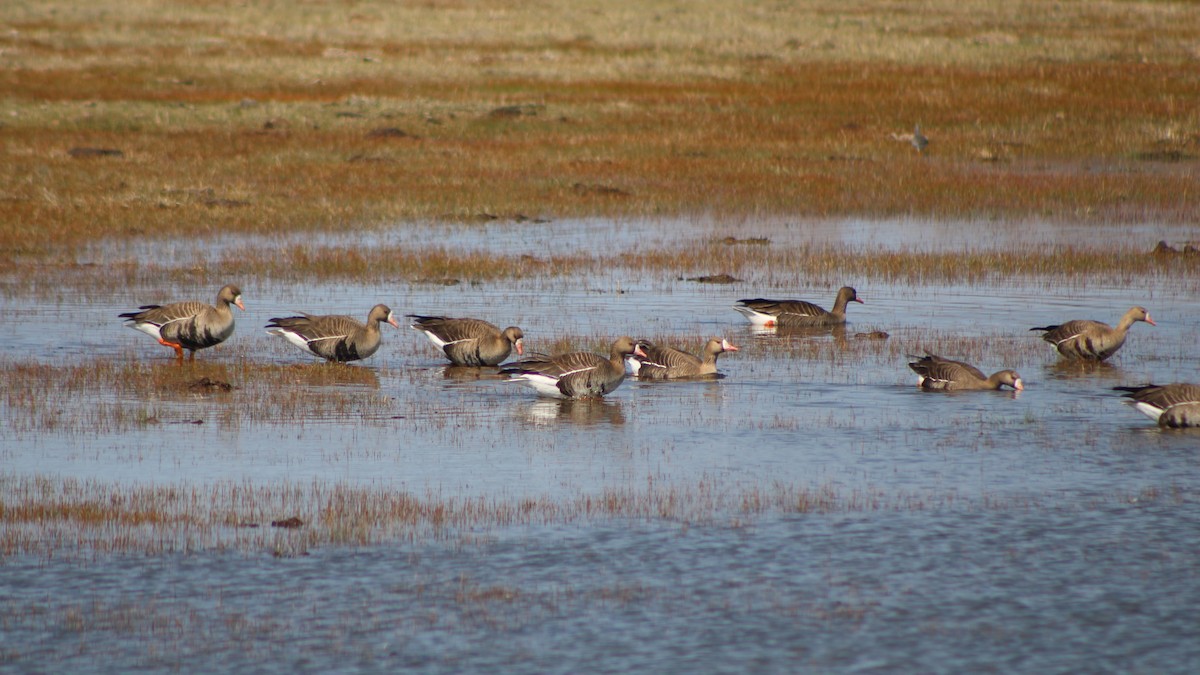 Greater White-fronted Goose (Western) - ML440408791